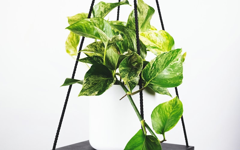 足球运动员进球后激动庆祝的瞬间特写